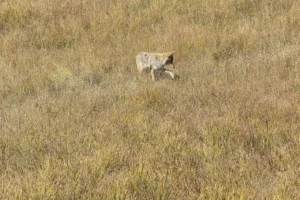 Couple of Days Fly Fishing Yellowstone Park 22. 3 Couple of Days Fly Fishing Yellowstone Park 22. 3