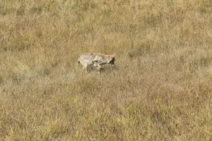 Couple of Days Fly Fishing Yellowstone Park 23. 3 Couple of Days Fly Fishing Yellowstone Park 23. 3