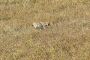 Couple of Days Fly Fishing Yellowstone Park 24. 3 Couple of Days Fly Fishing Yellowstone Park 24. 3