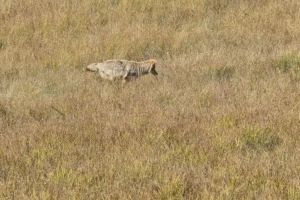 Couple of Days Fly Fishing Yellowstone Park 25. 3 Couple of Days Fly Fishing Yellowstone Park 25. 3