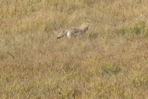 Couple of Days Fly Fishing Yellowstone Park 26. 3 Couple of Days Fly Fishing Yellowstone Park 26. 3