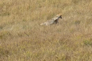 Couple of Days Fly Fishing Yellowstone Park 27. 3