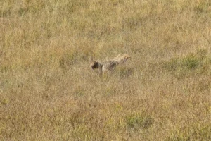 Couple of Days Fly Fishing Yellowstone Park 28. 3 Couple of Days Fly Fishing Yellowstone Park 28. 3