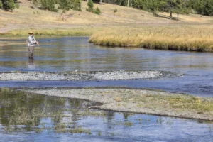 Couple of Days Fly Fishing Yellowstone Park 36. 3 Couple of Days Fly Fishing Yellowstone Park 36. 3