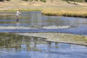 Couple of Days Fly Fishing Yellowstone Park 37. 3 Couple of Days Fly Fishing Yellowstone Park 37. 3