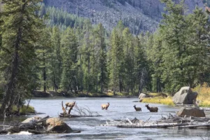 Couple of Days Fly Fishing Yellowstone Park 44. 3 Couple of Days Fly Fishing Yellowstone Park 44. 3