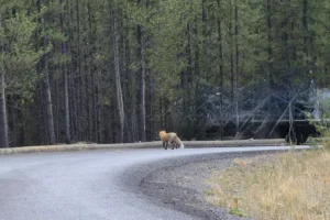 Couple of Days Fly Fishing Yellowstone Park 45. 3 Couple of Days Fly Fishing Yellowstone Park 45. 3