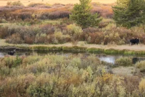 Cow moose and Calf were both in the river feed and walking in my direction. Got out and they turned to an island.