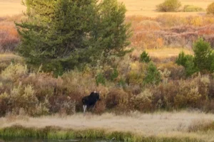 Cow moose on island heading into brush.