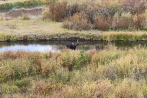 Calf moose working on making a decision to follow mom.