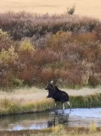 Couple Fall Days in Yellowstone. Get Lost in America