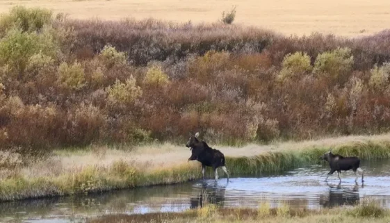 Couple Fall Days in Yellowstone. Get Lost in America