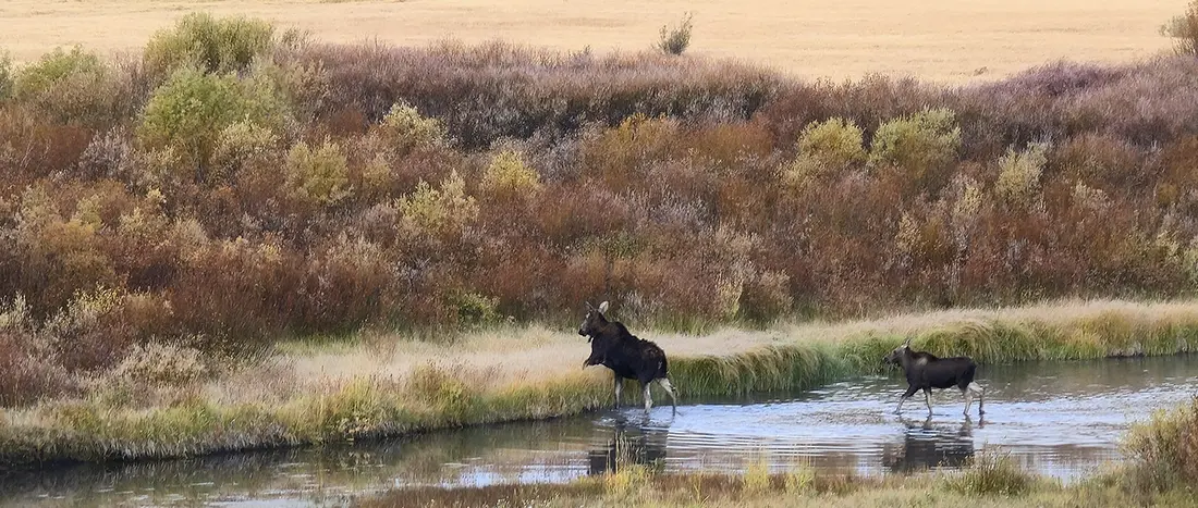 Couple Fall Days in Yellowstone. Get Lost in America