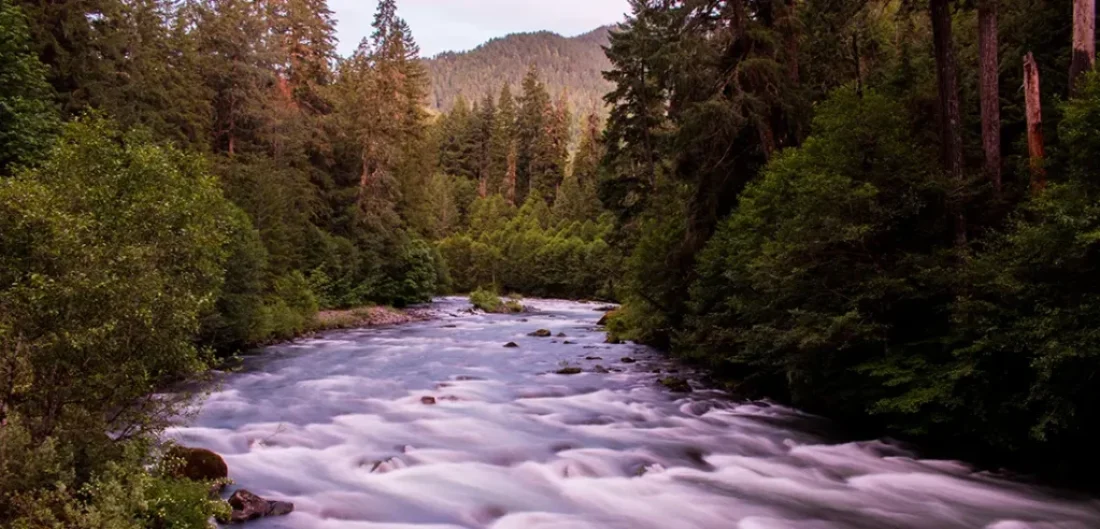 Steelhead Fly Fishing Santiam River and North Fork of Santiam River, a paradise for anglers seeking adventure.