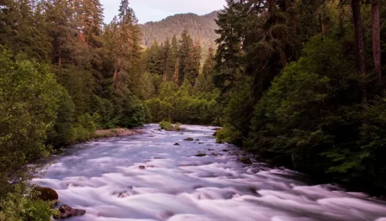 Steelhead Fly Fishing Santiam River and North Fork of Santiam River, a paradise for anglers seeking adventure.