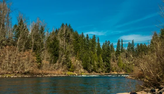 A sarcastic yet practical guide to Fly Fishing the Clackamas River for Steelhead and Trou, with gear, seasons, access, camping, and more.