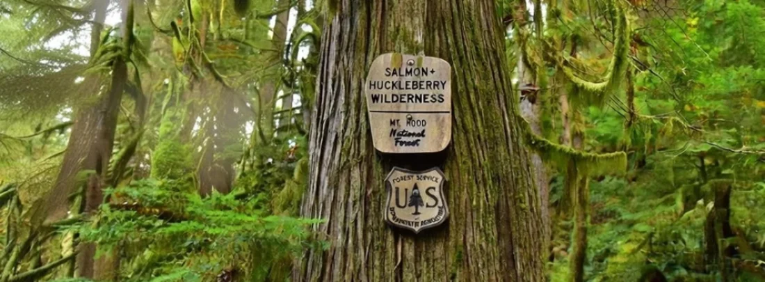 Plan your Salmon-Huckleberry Wilderness Hiking Camping Fly Fishing trip with trails, camps, gear tips, and steelhead spots near Mount Hood