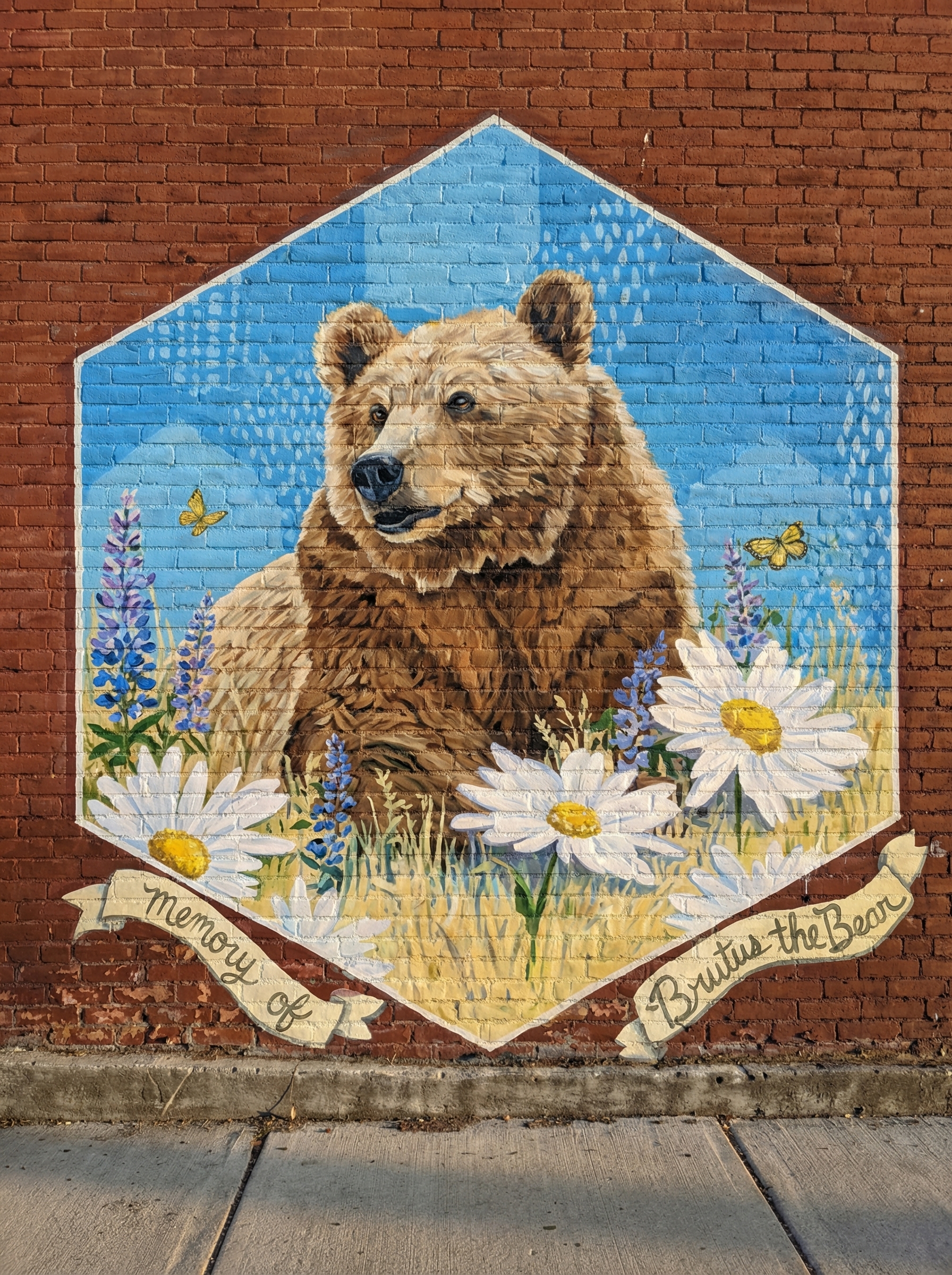 Brutus the Bear Livingston Montana