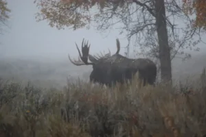 Bull Moose Yellowstone Eco System 1. 3 Bull Moose Yellowstone Eco System 1. 3