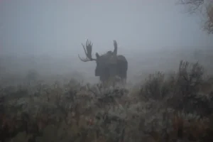 Bull Moose Yellowstone Eco System 2. 3 Bull Moose Yellowstone Eco System 2. 3
